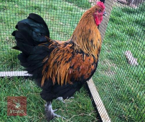 1YR BRAHMA BLACK GOLD COCK BIRD