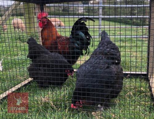 3 COPPER MARAN BIRDS BIDS PER LIFE
