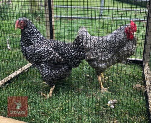 PAIR OF BREEDING DOMANIQUE BIRDS BIDS PER LIFE