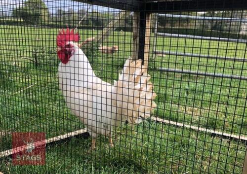 1 WHITE LEGHORN COCK BIRD