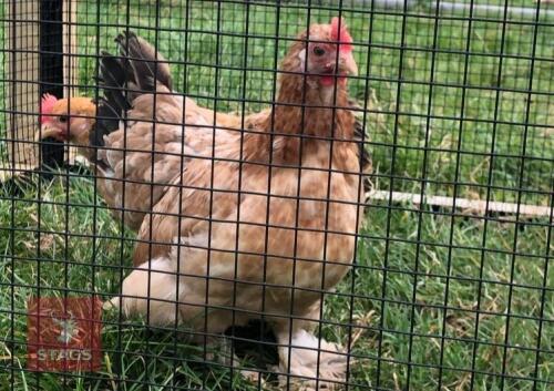2 PEKIN POINT OF LAY BIRDS BIDS PER LIFE