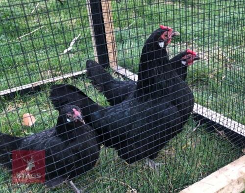 3 POL ROSE COMB BANTAM BIRDS BIDS PER LIFE