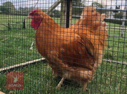 1 BUFF WYANDOTTE COCK BIRD