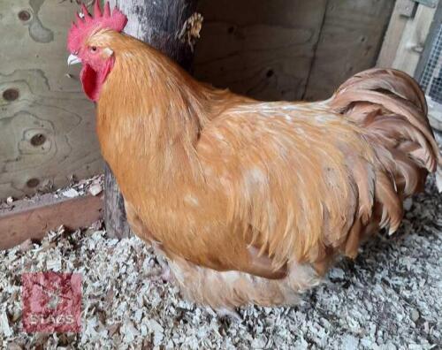 1/2 DOZEN BUFF ORPINGTON EGGS BIDS FOR THE GROUP