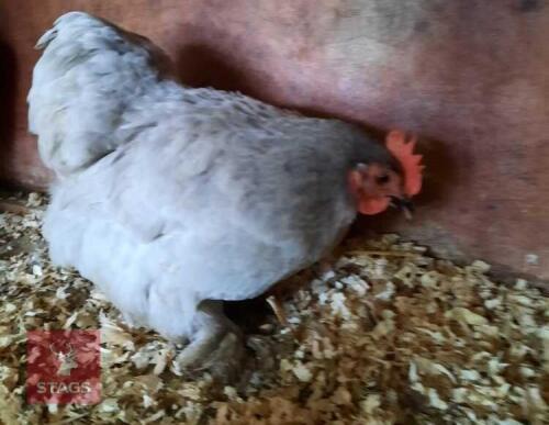 1/2 DOZEN LAVENDER PEKIN HATCHING EGGS BIDS FOR THE GROUP