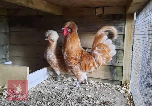 1/2 DOZEN CHAMOUIS POLISH BANTAM EGGS BIDS FOR THE GROUP