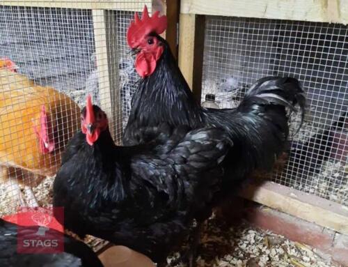 1/2 DOZEN BLACK AUSTRALORP HATCHING EGGS BIDS FOR THE GROUP