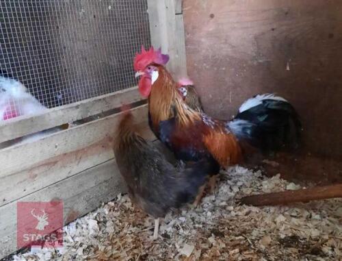 1 DOZEN BROWN LEGHORN HATCHING EGGS BIDS FOR THE GROUP