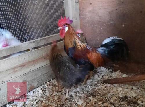 1/2 DOZEN BROWN LEGHORN HATCHING EGGS BIDS FOR THE GROUP