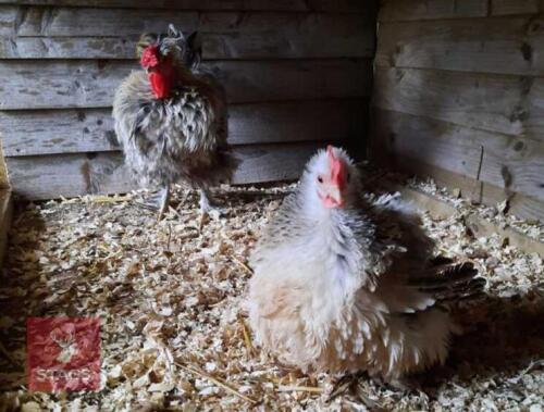 1/2 DOZEN FRIZZELS HATCHING EGGS BIDS FOR THE GROUP