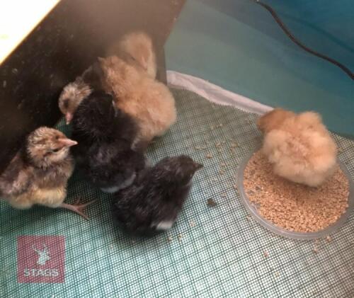 5 X 5WK MIX BREED UNSEXED CHICKS BIDS FOR THE GROUP