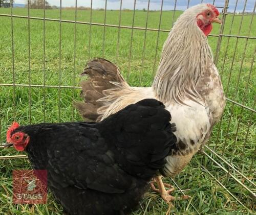 2 FARMYARD BANTAM BIRDS BIDS PER LIFE