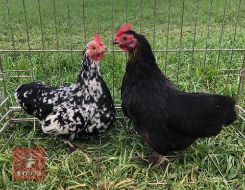 2 FARMYARD BANTAM BIRDS BIDS PER LIFE