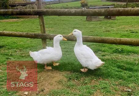 2 UNSEXED PEKIN DUCKS BIDS PER LIFE