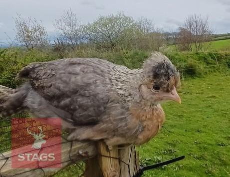 5 CRESTED CREAM LEGBAR PULLETS BIDS PER LIFE