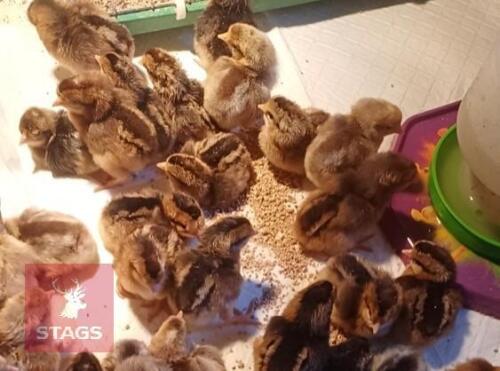10 X 1WK OLD CREAM CRESTED LEGBAR CHICKS BIDS FOR THE GOUP