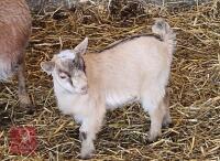 PYGMY FEMALE KID GOAT