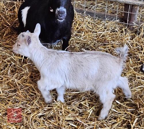 PYGMY FEMALE KID GOAT