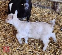 PYGMY FEMALE KID GOAT