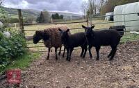 DUTCH SPOTTED X ROUGE EWE & 2 LAMBS BIDS FOR THE GROUP