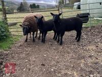 DUTCH SPOTTED X ROUGE EWE & 2 LAMBS BIDS FOR THE GROUP - 2