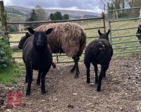 DUTCH SPOTTED X ROUGE EWE & 2 LAMBS BIDS FOR THE GROUP - 3