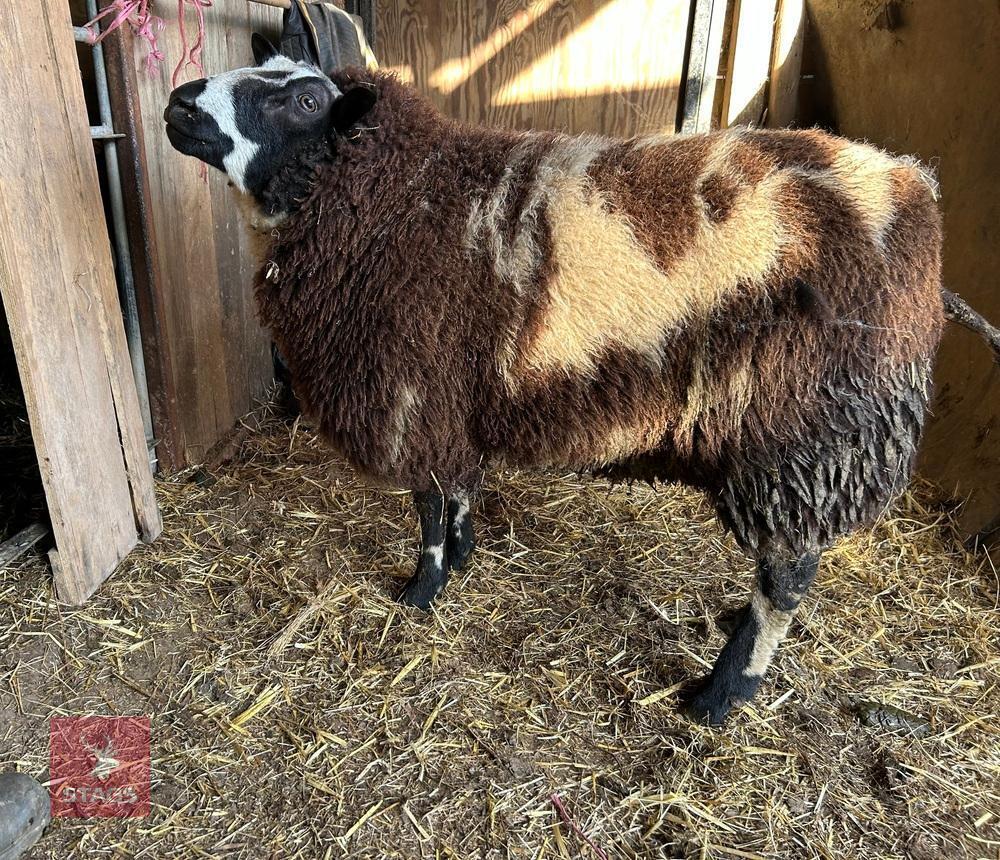 SHEARLING PEDIGREE DUTCH SPOTTED RAM