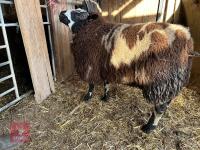 SHEARLING PEDIGREE DUTCH SPOTTED RAM - 2