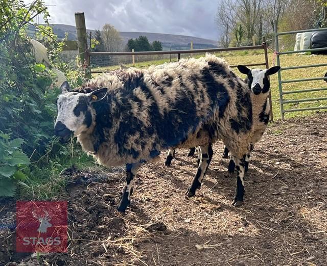 PEDIGREE DUTCH SPOTTED EWE & 2 LAMBS BIDS FOR THE GROUP