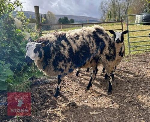 PEDIGREE DUTCH SPOTTED EWE & 2 LAMBS BIDS FOR THE GROUP