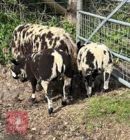 PEDIGREE DUTCH SPOTTED EWE & 2 LAMBS BIDS FOR THE GROUP - 2