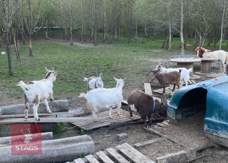 7 MIXED AGE PYGMY GOATS BIDS PER LIFE