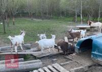 7 MIXED AGE PYGMY GOATS BIDS PER LIFE