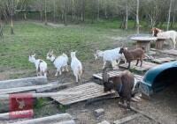 7 MIXED AGE PYGMY GOATS BIDS PER LIFE - 2