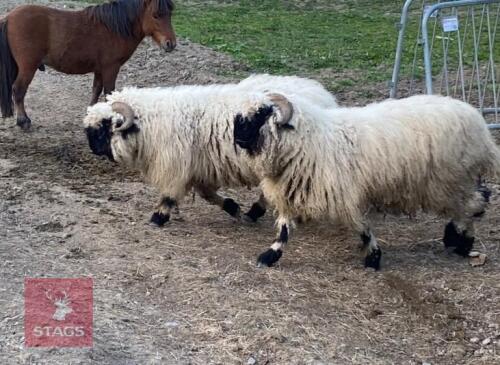 2 BLACK NOSE VALAIS WETHERS BIDS PER LIFE