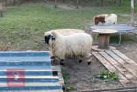 2 BLACK NOSE VALAIS WETHERS BIDS PER LIFE - 2