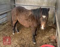 2YR DARTMOOR STALLION HORSE