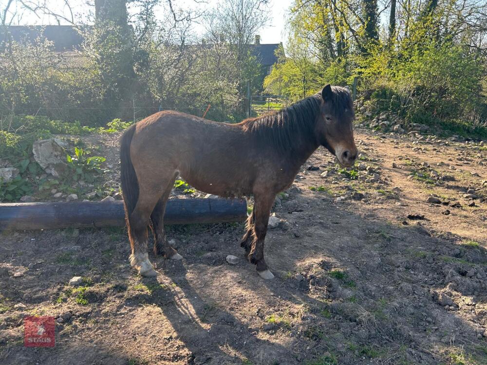 3YR BAY FILLY HORSE ''RUBY''