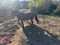 3YR BAY FILLY HORSE ''RUBY'' - 3