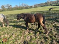 3YR BAY FILLY HORSE ''RUBY'' - 8