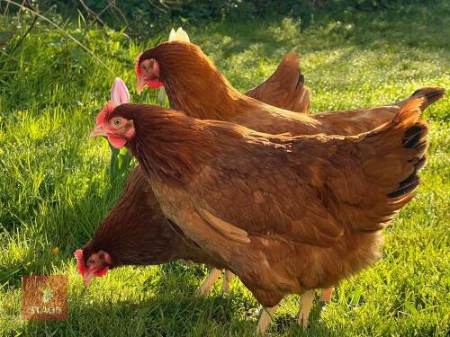 3 X 17WK POL CALDER RANGER BIRDS BIDS PER LIFE