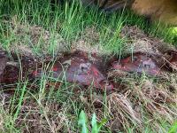 2015 VICON EXTRA 124 MOWER - 18
