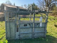 BATEMAN GALVANISED CATTLE CRUSH - 6