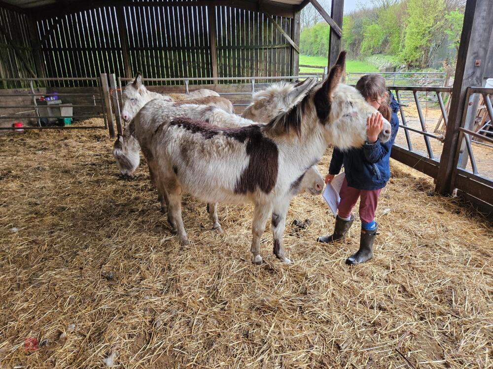 12YR GELDING DONKEY