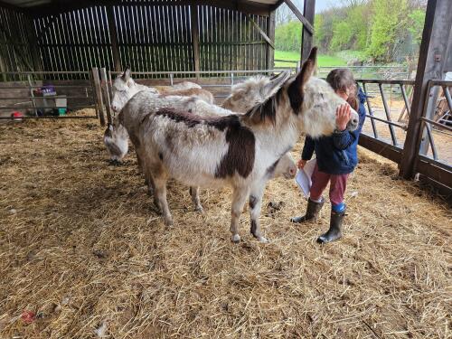 12YR GELDING DONKEY