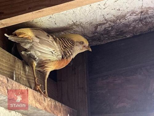1YR YELLOW GOLDEN PHEASANT