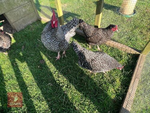4 CUCKOO MARAN BANTAM BIRDS BIDS PER LIFE