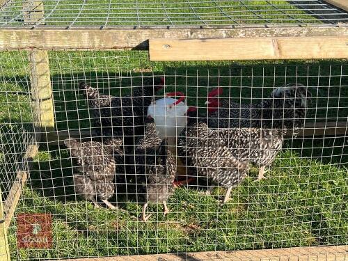 5 CUCKOO MARAN BANTAM BIRDS BIDS PER LIFE