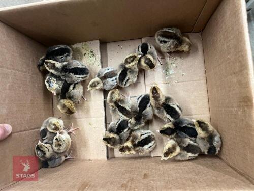 6 CREAM CRESTED LEGBAR CHICKS BIDS PER LIFE