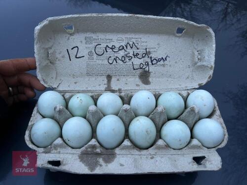 1 DOZEN CREAM LEGBAR HATCHING EGGS